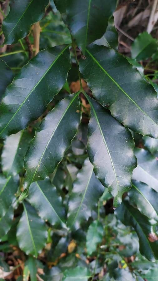 Metopium brownei
