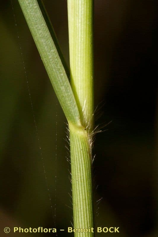 Kriechende Rispe 23