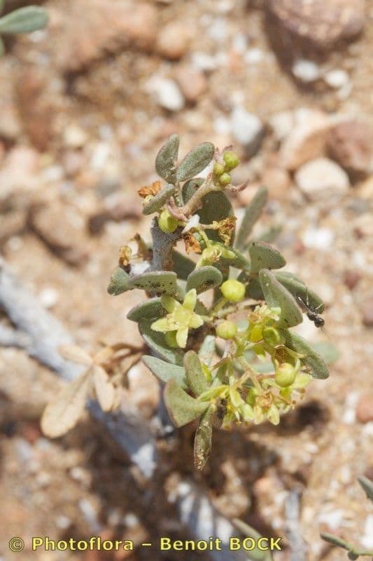 Searsia bianca 11