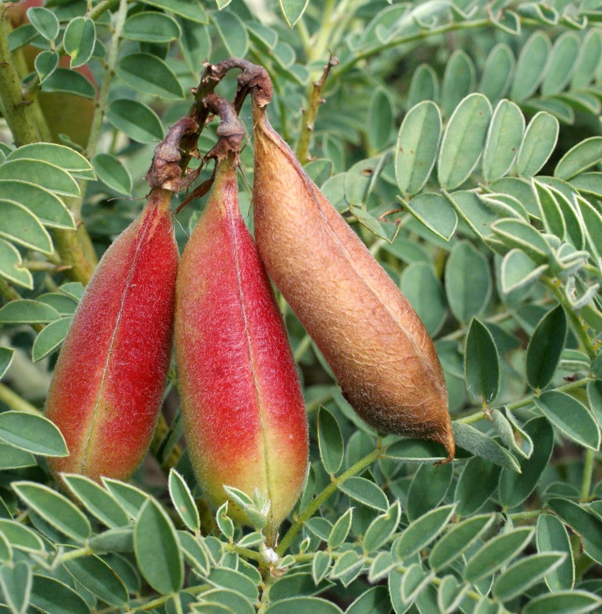 Vesce ibérique 3