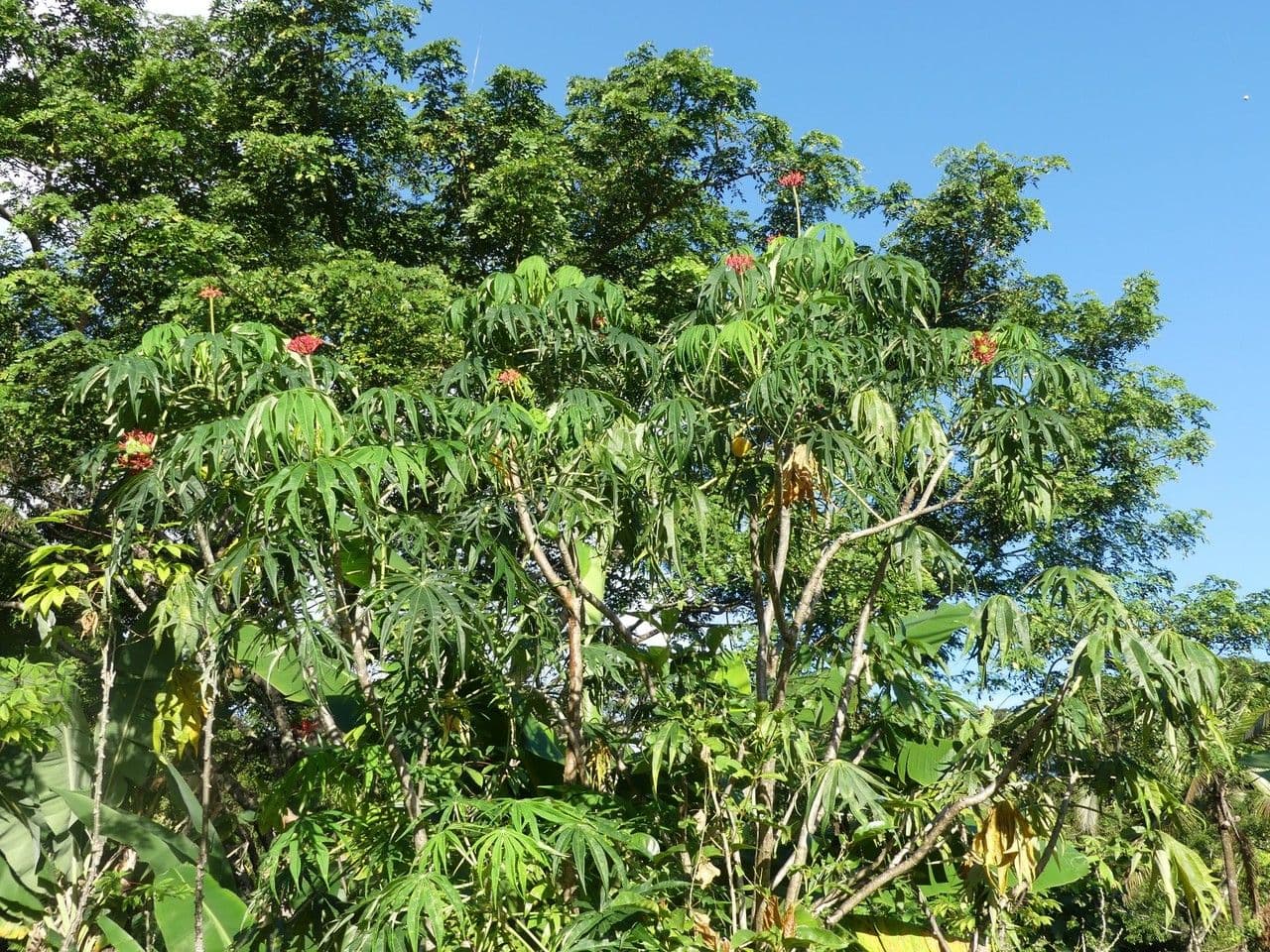 Pianta di corallo 15