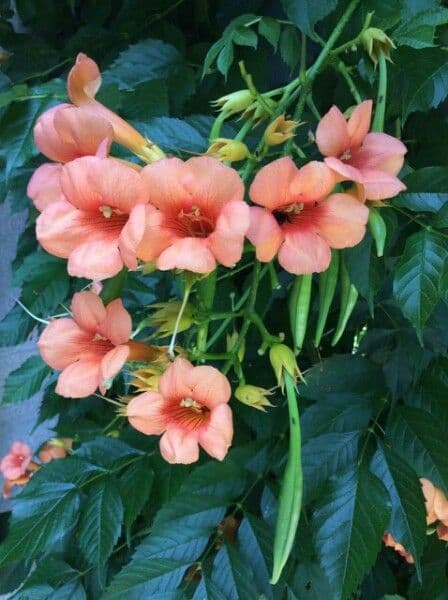 Bignonia cinese 5