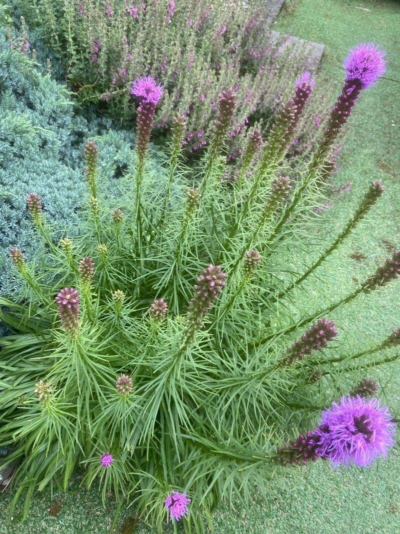 Liatris espigada 5