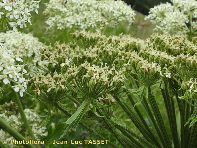 Pleurospermum austriaco