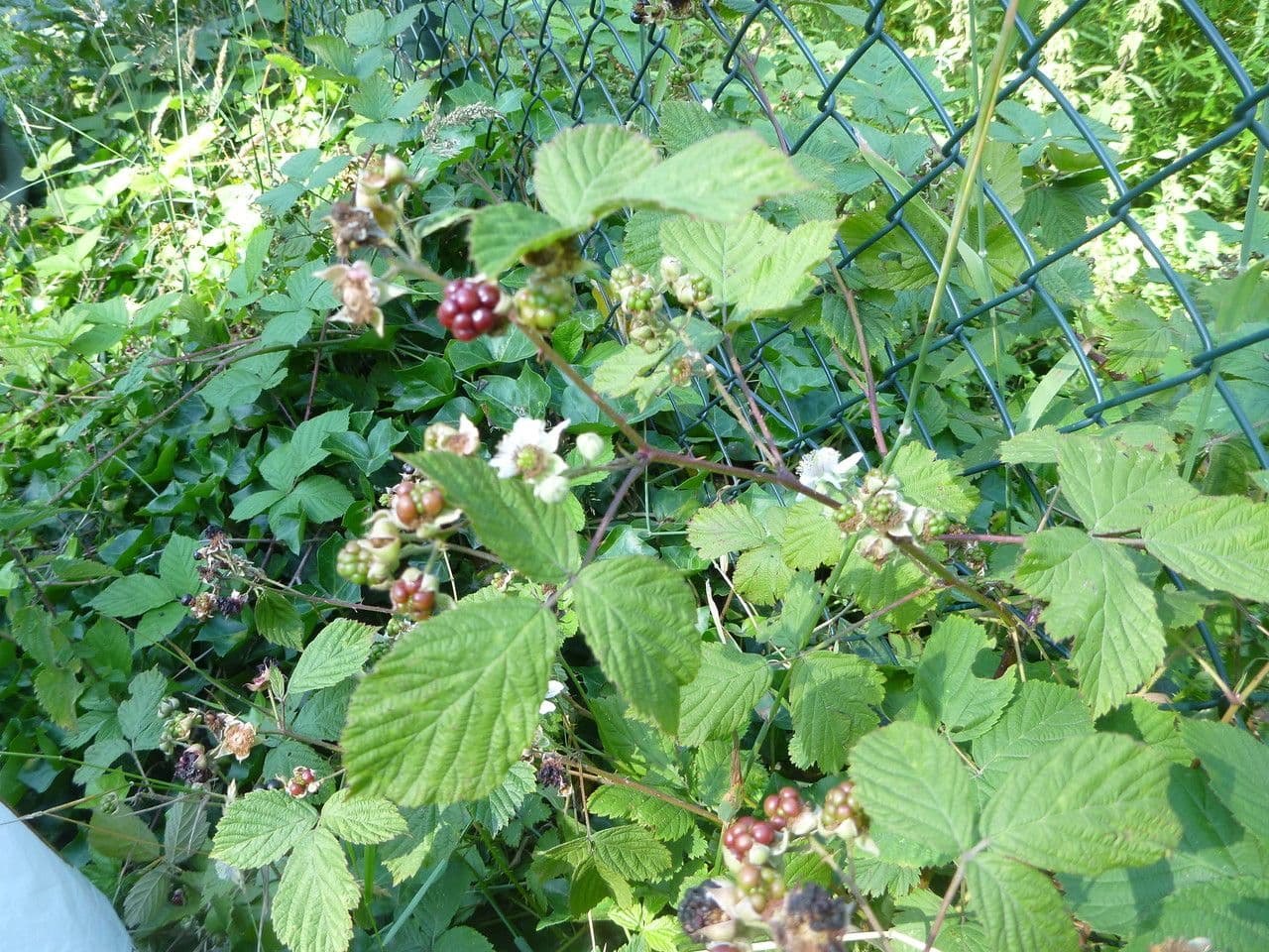 Rovo 7
