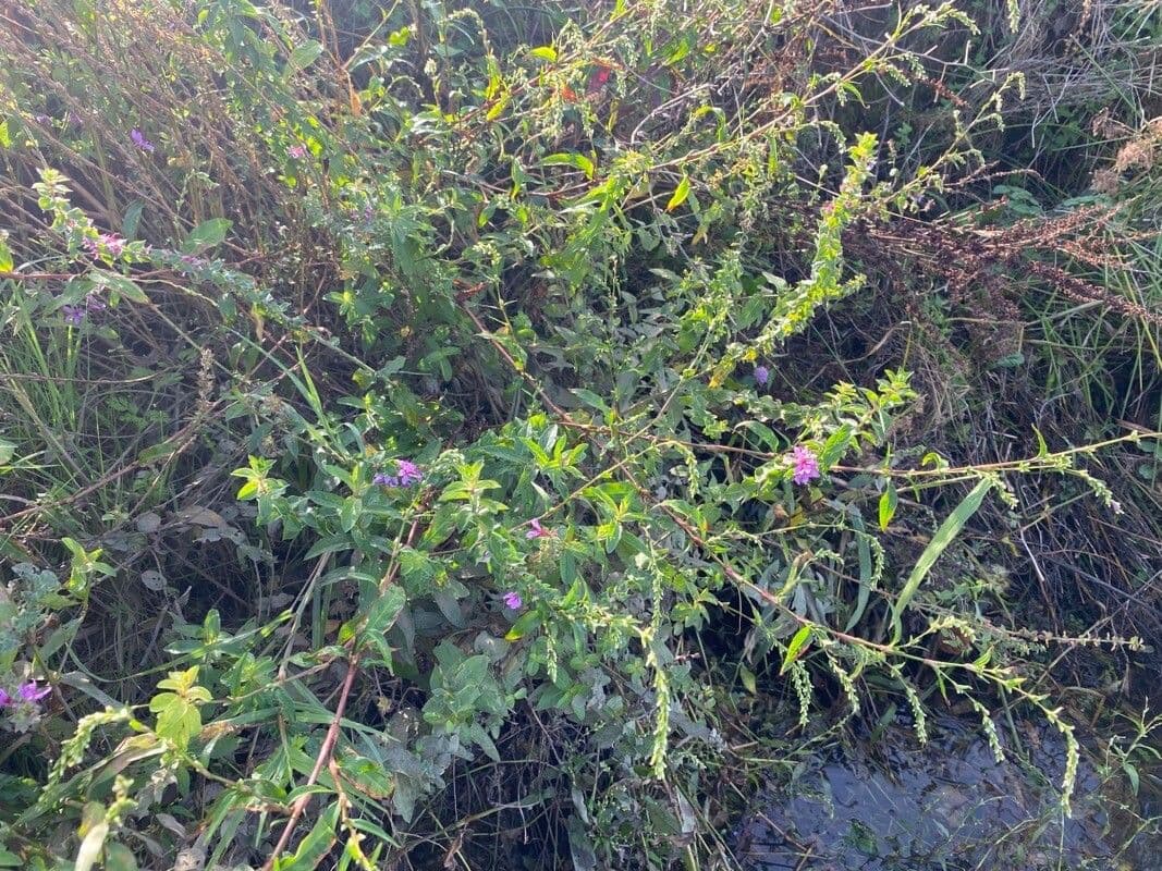 Salcerella 15