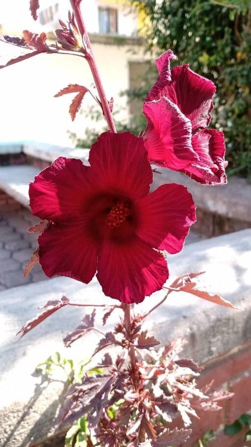 Essigblättriger Hibiskus 3