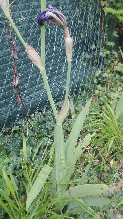 Iris lutescens 22
