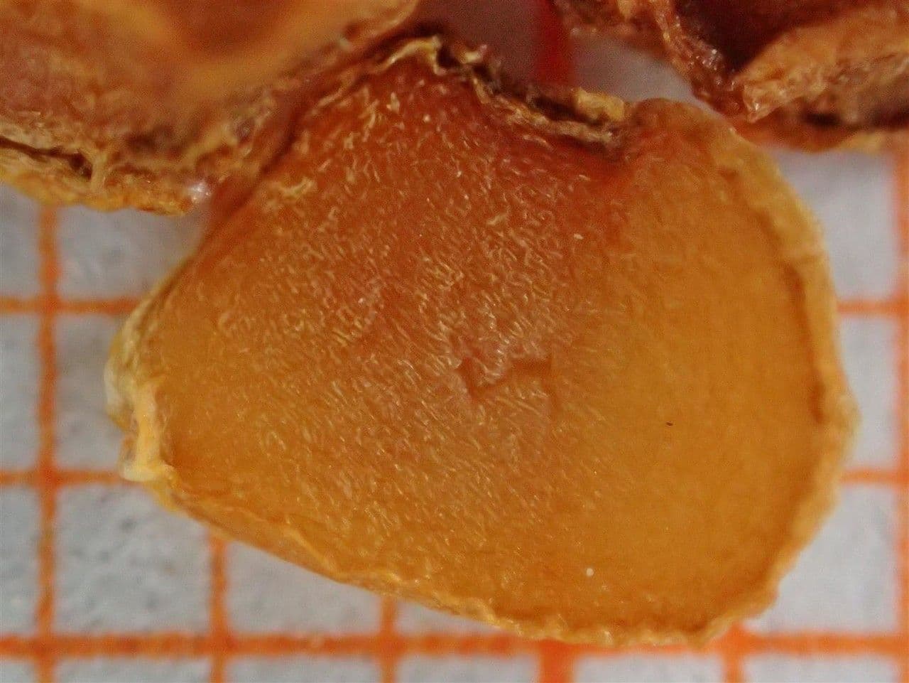 Tulipano selvatico 5