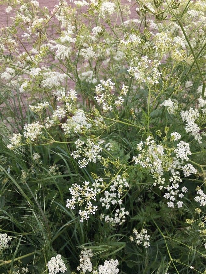 Cerfoglio selvatico 17