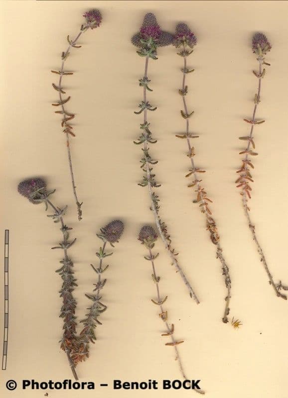 Teucrium 16