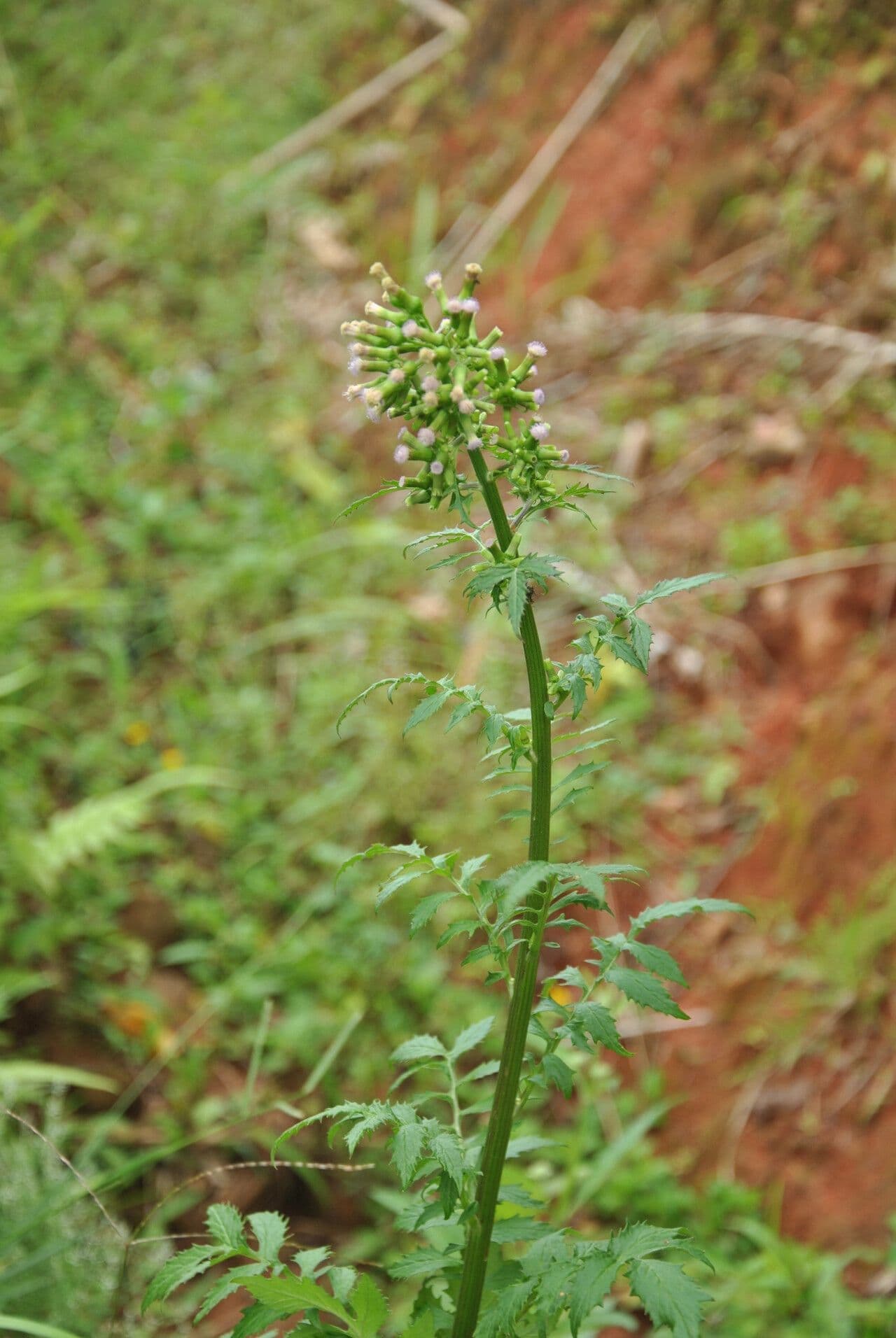 Erba bruciata valerianifolia 17