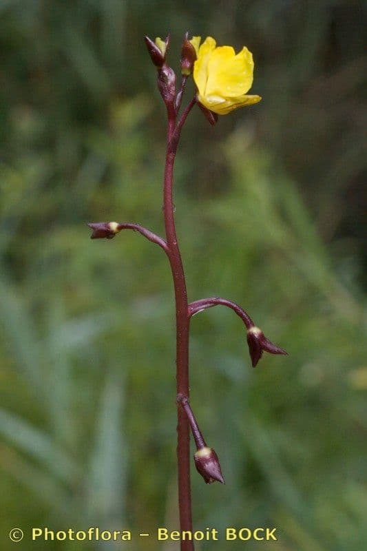 Utricularia común 17