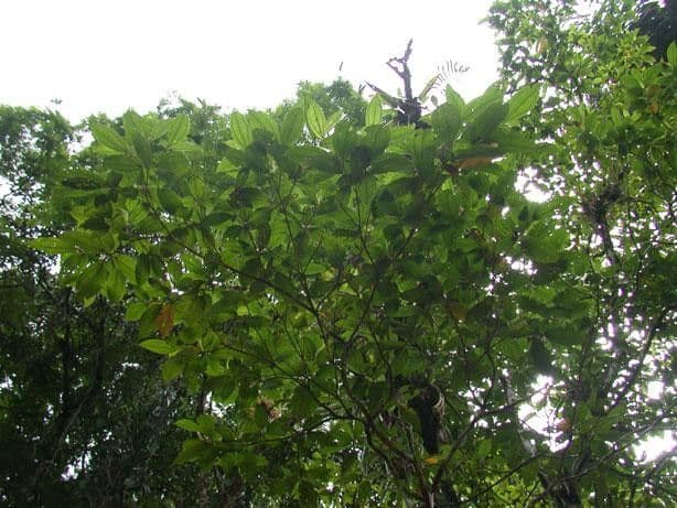 Miconia a spighe multiple 7