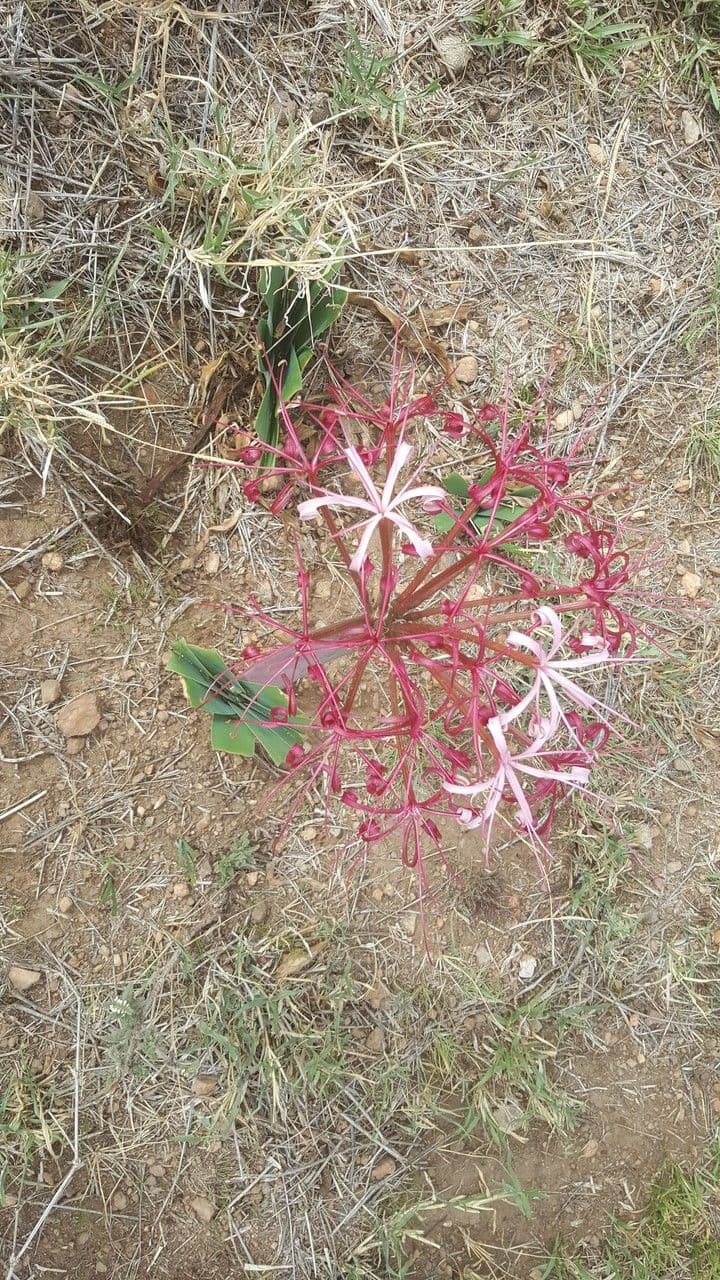 Ammocharis 12