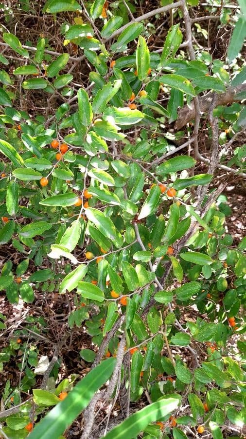 Celtis iguanaea 26