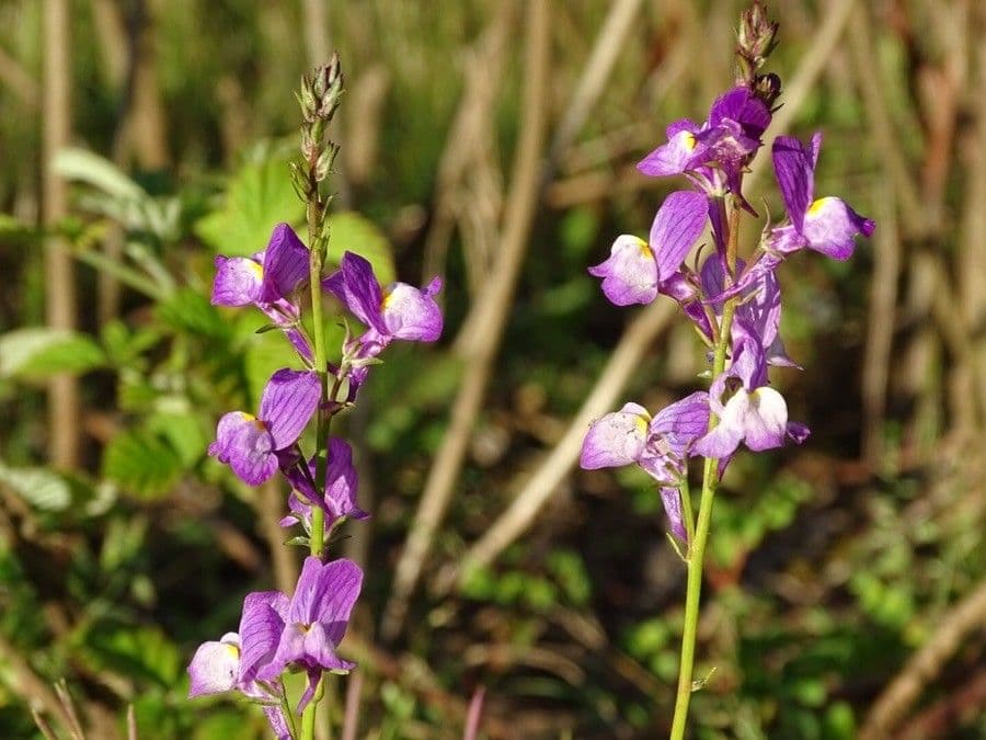Linaria marocchina 4