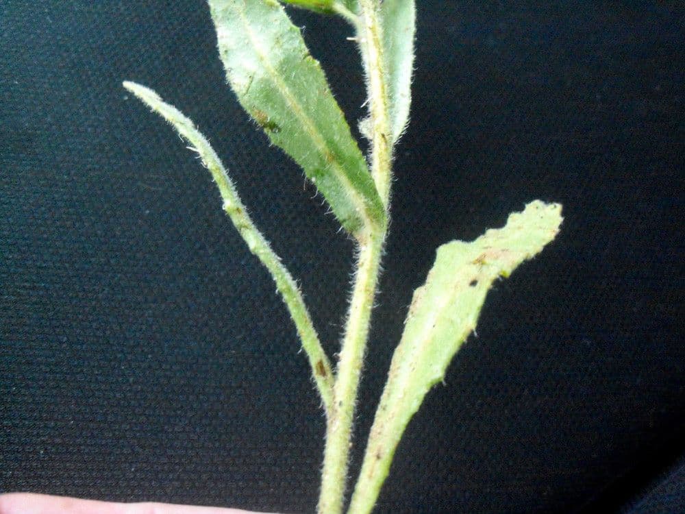 Buglossoide ondulata 27