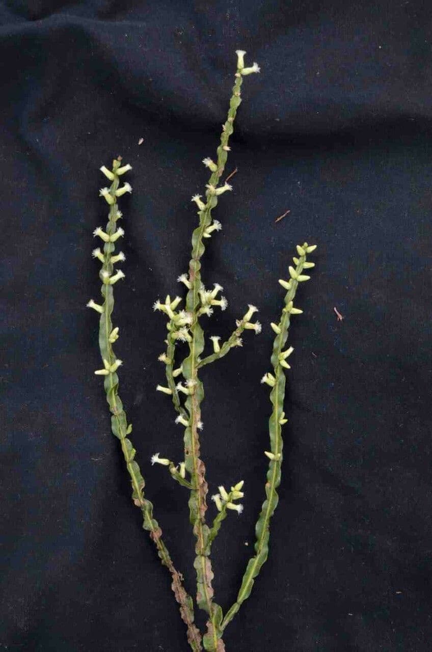 Baccharis 2