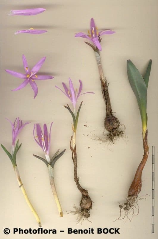 Frühlingsknotenblume 20