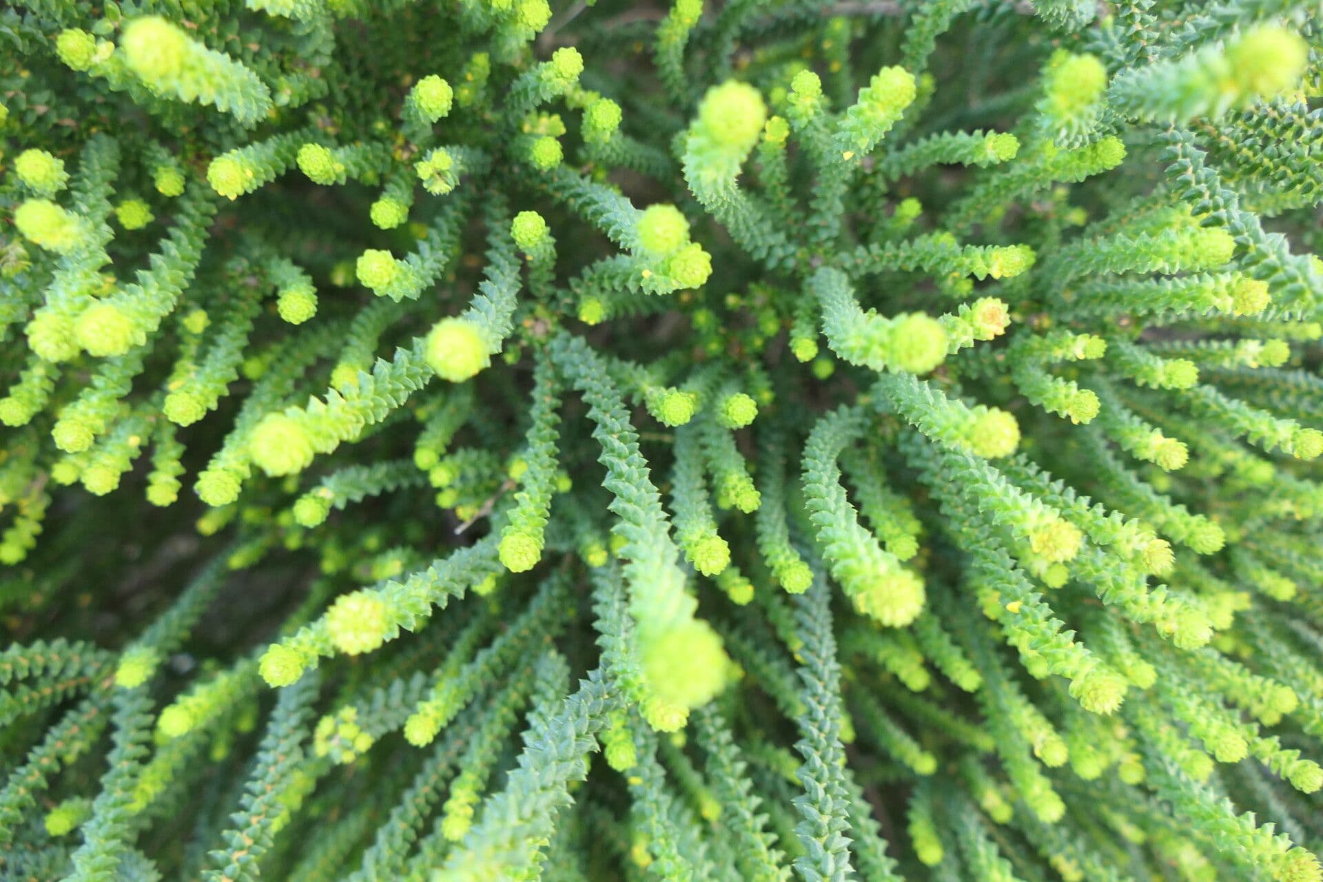 Agathosma 2