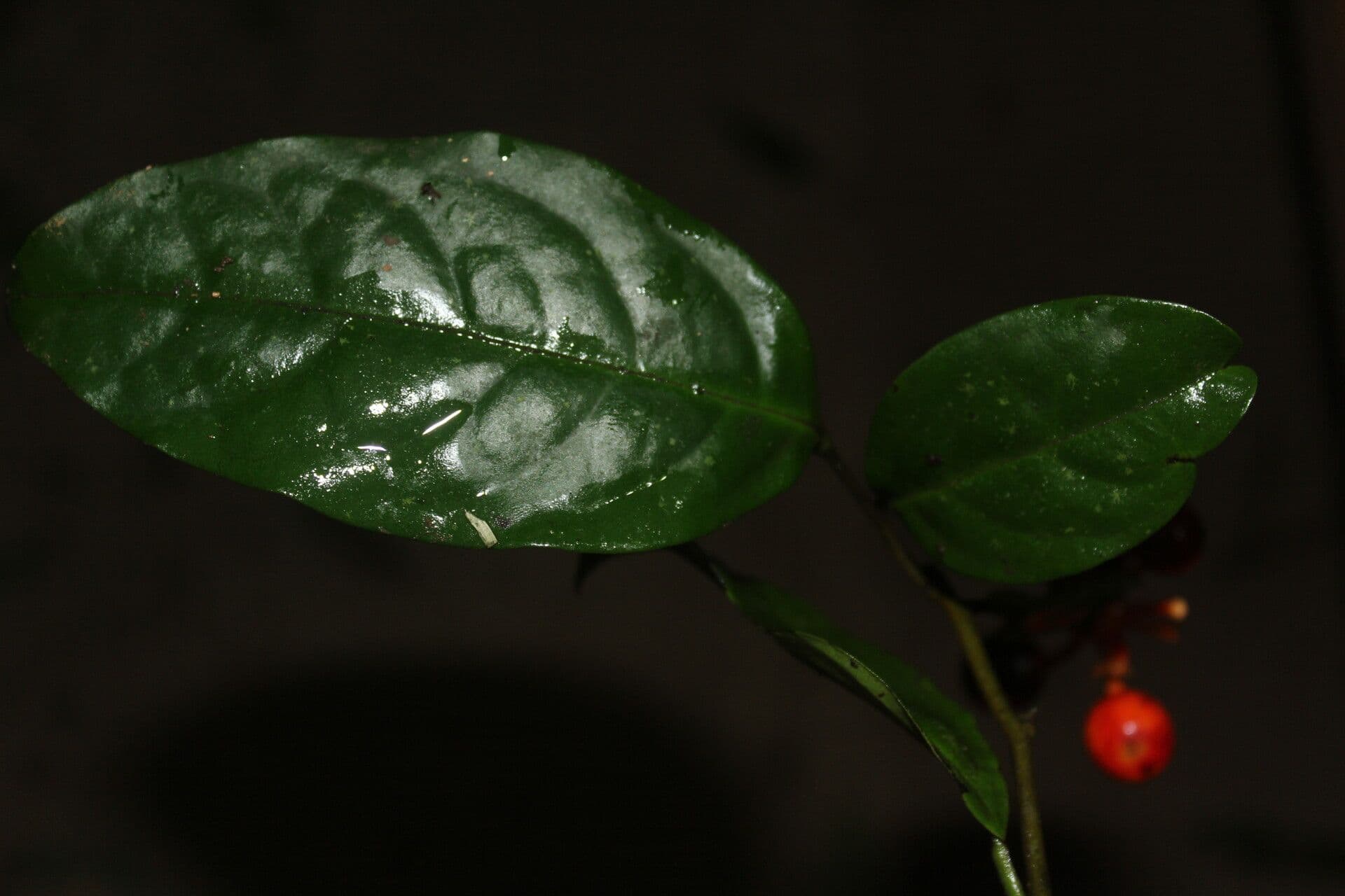 Desmopsis 7