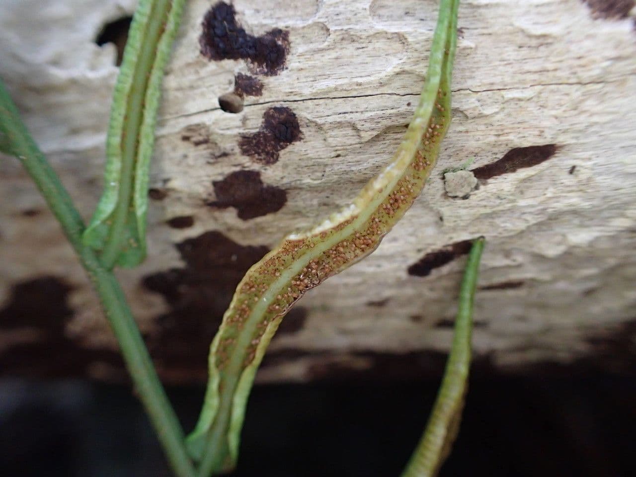 Lomariopsis