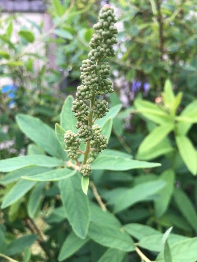 Spiraea di Douglas 27