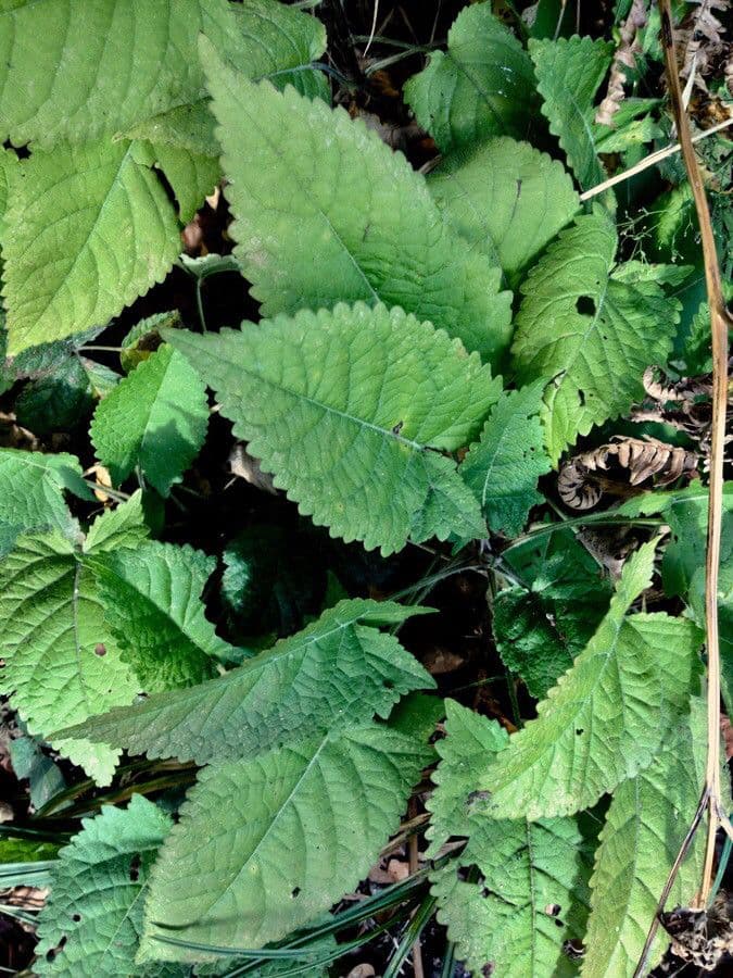 Salvia vischiosa 19