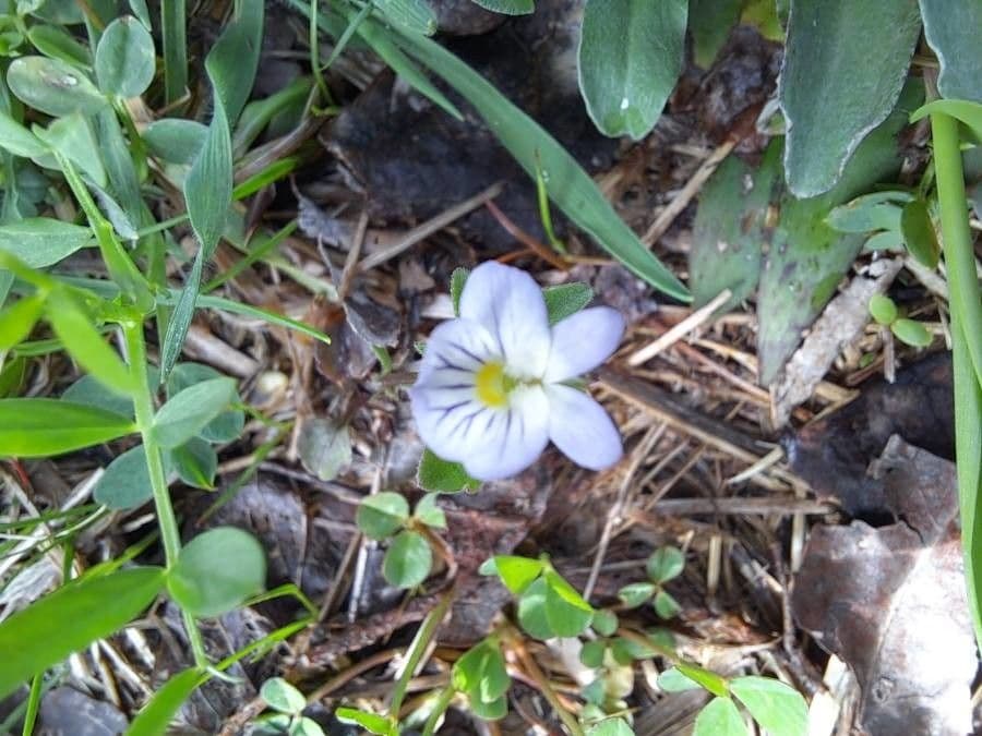 Viola bicolore 4