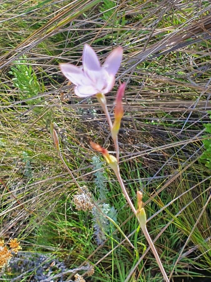 Hesperantha 8