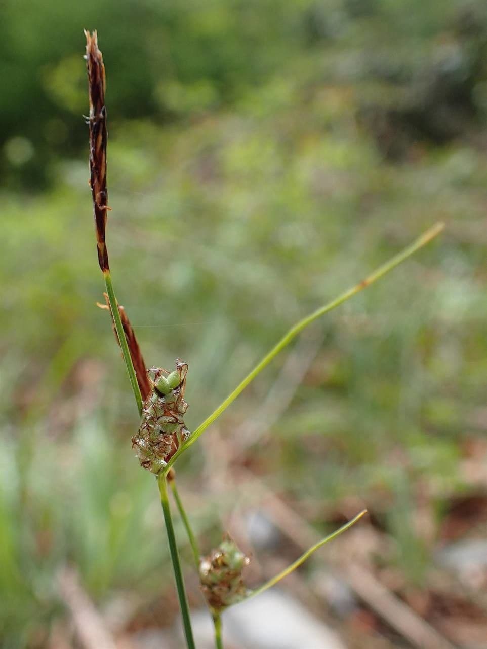 Carice filiforme 14