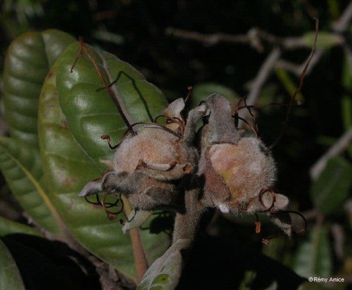 Xanthostemon