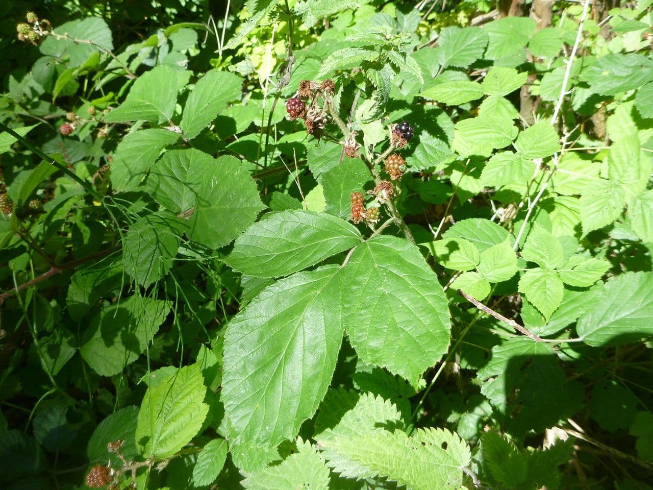 Großblättrige Brombeere 9
