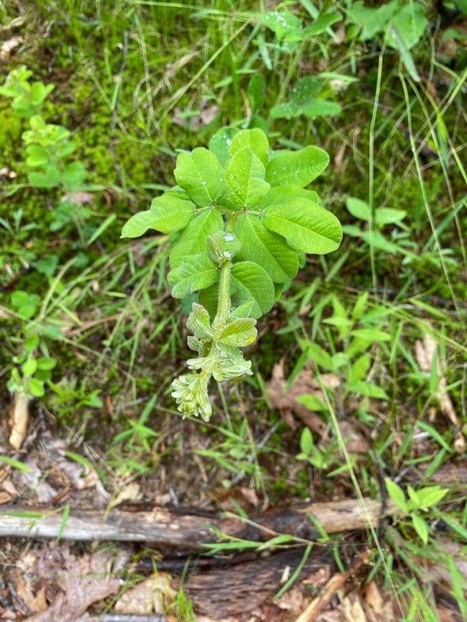 Lespedeza lysá 16