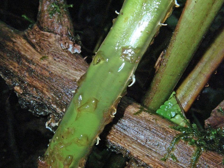 Thelypteris decussata 8