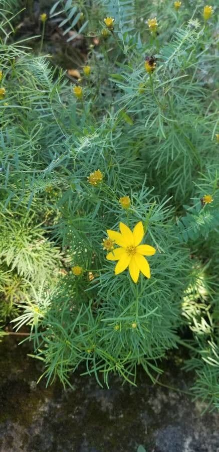Coreopsis palmata 10