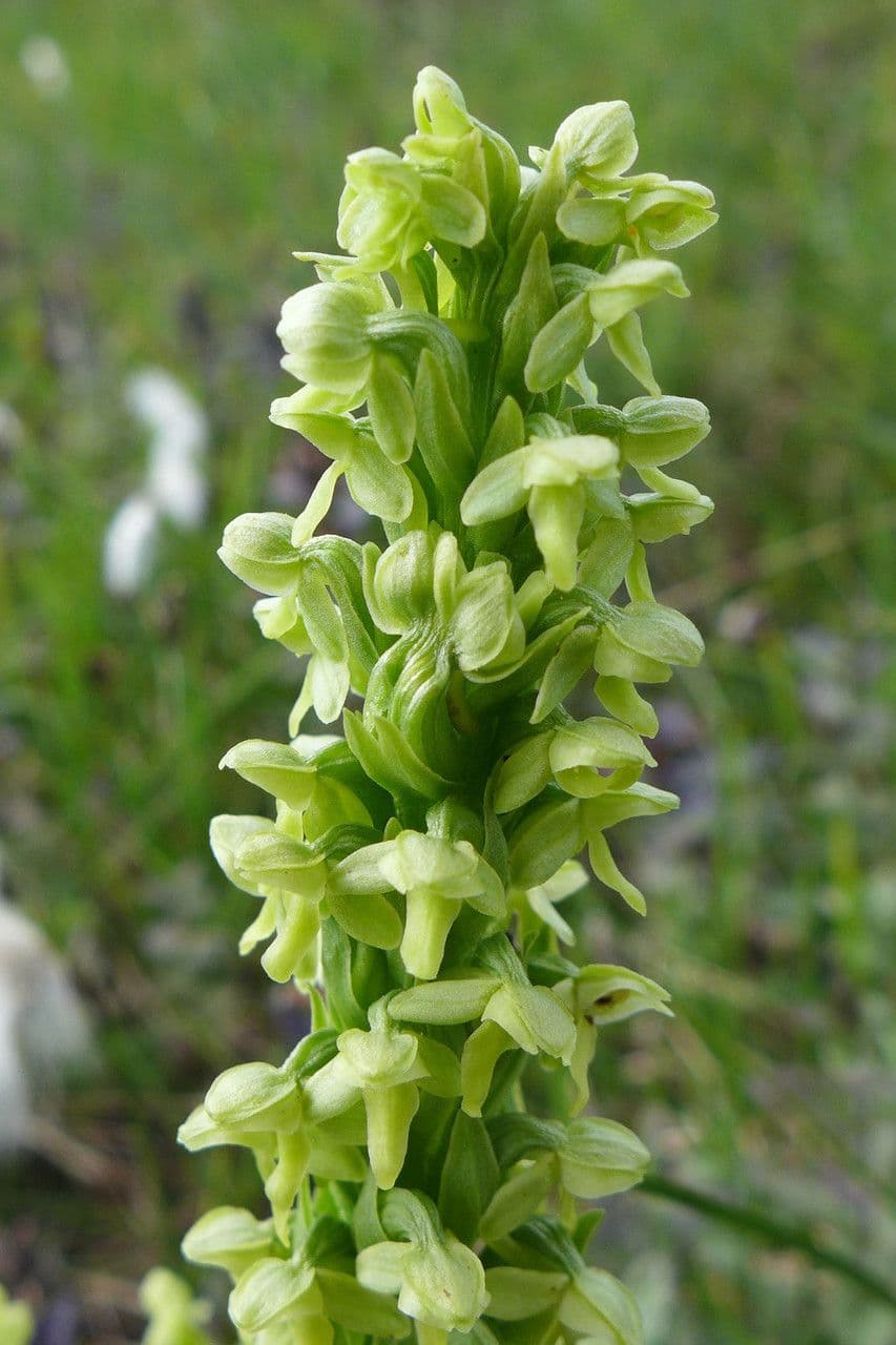 Platantera flava 2