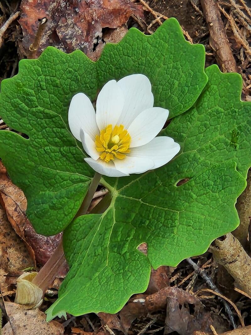 Sanguinaria 16