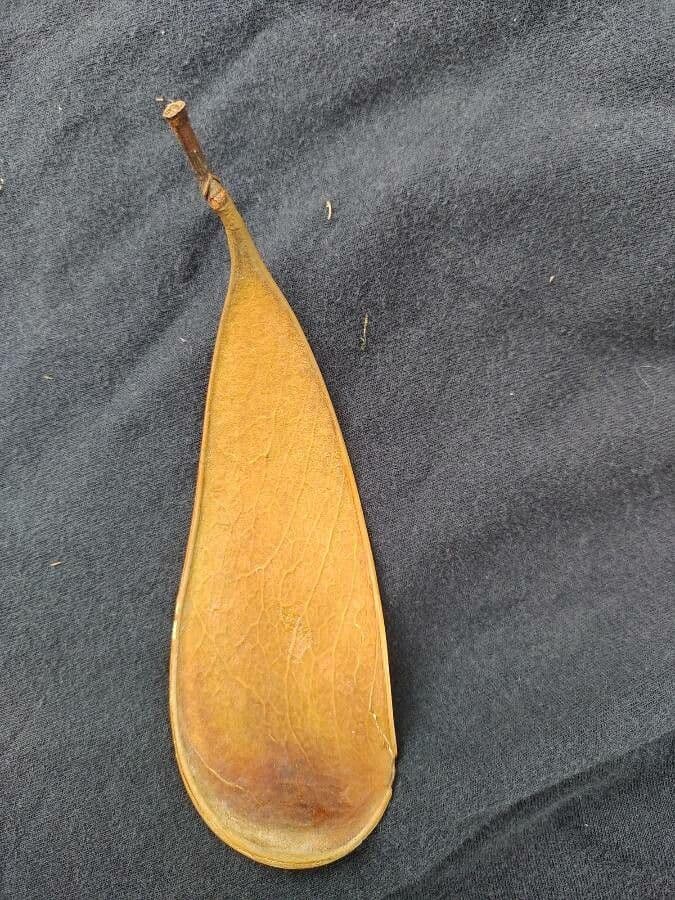 Schizolobium parahyba 4