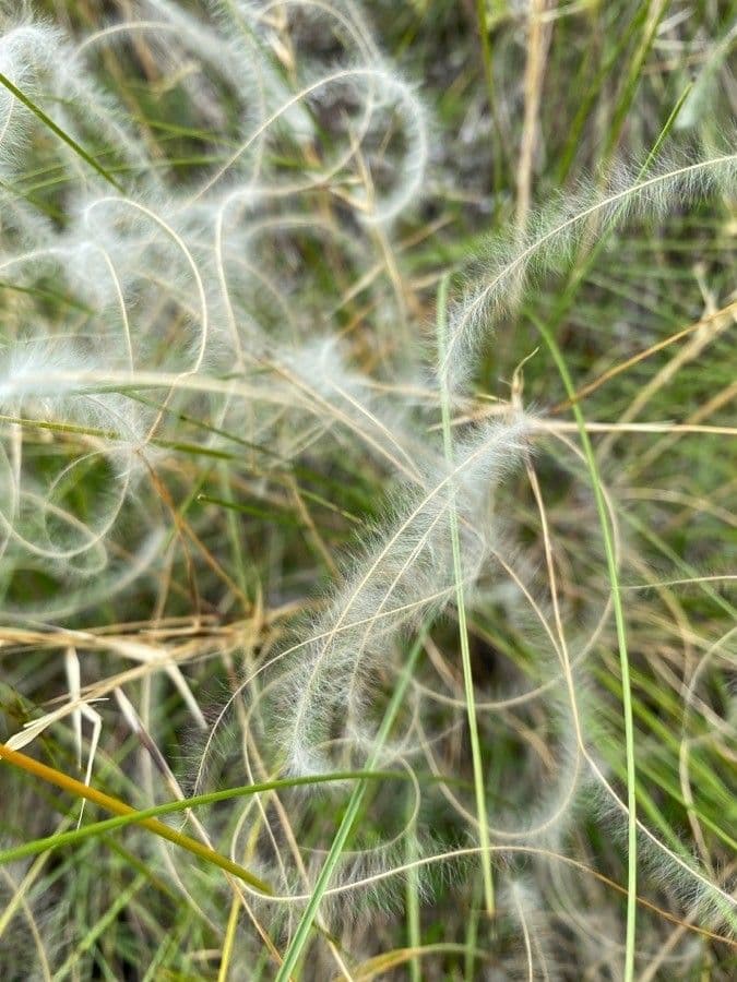 Estipa 3