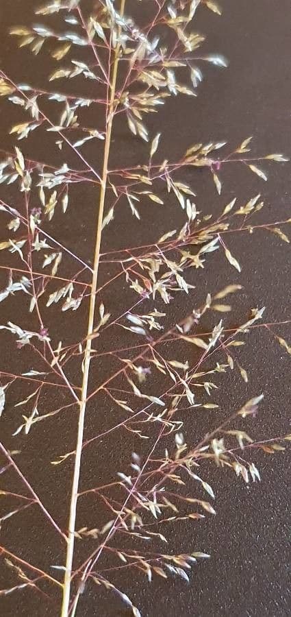 Sporobolus