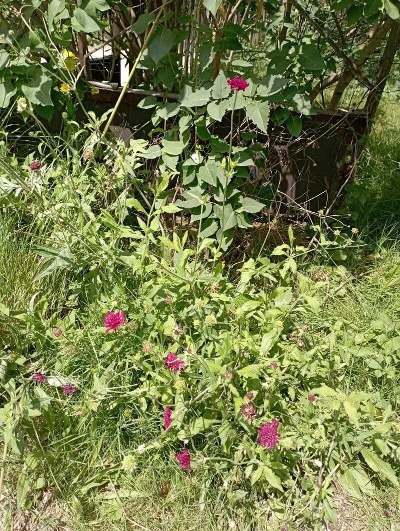 Knautia 11