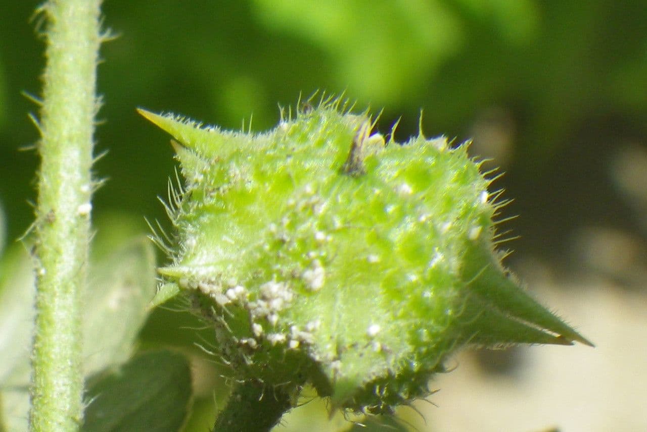 Tribolo cistoide 2
