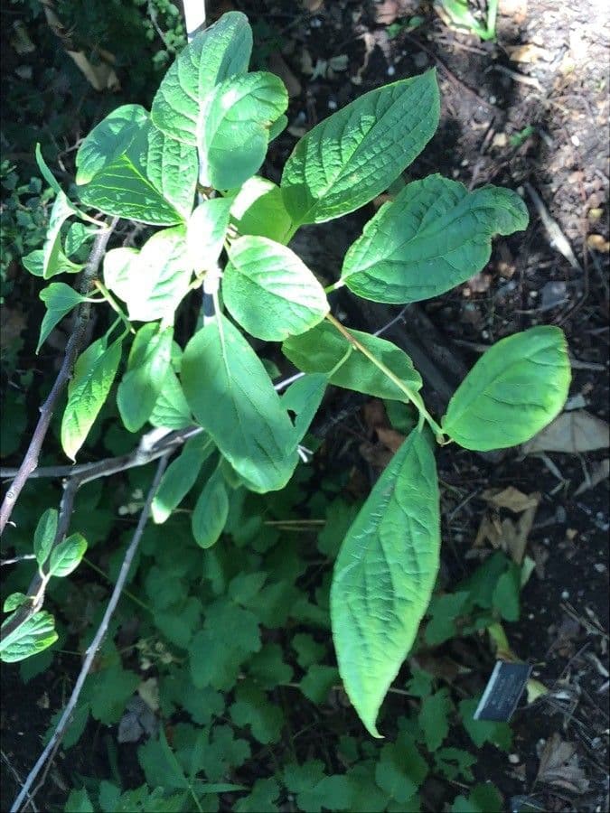 Dendropanax trifidus