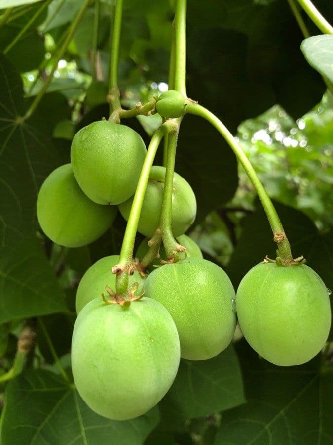 Piombo 4