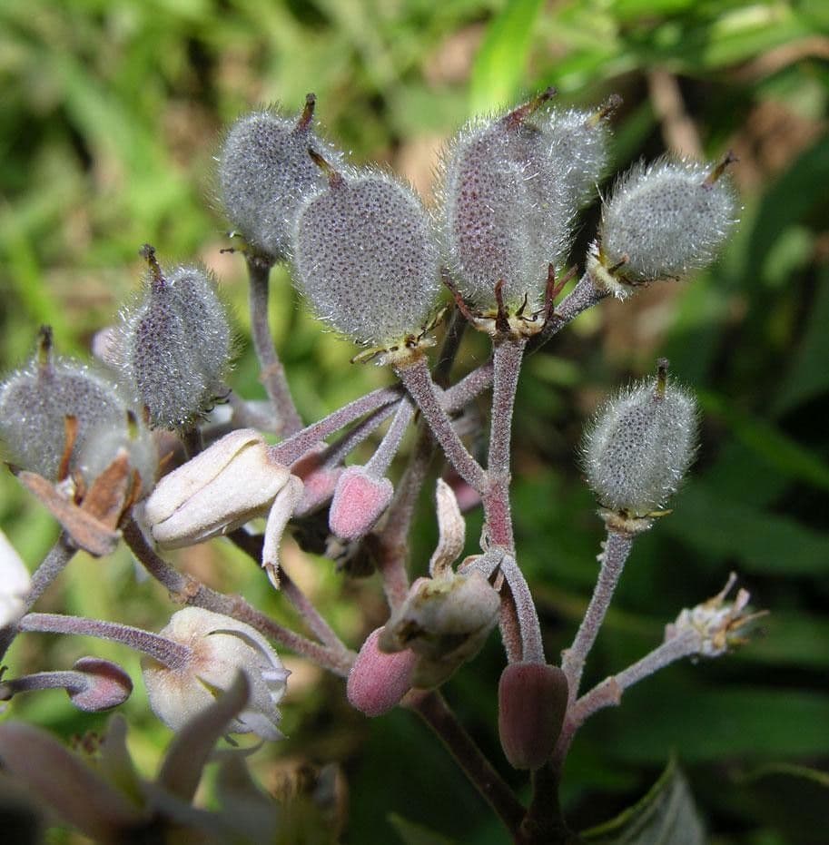 Trichospermum di Lessert 3