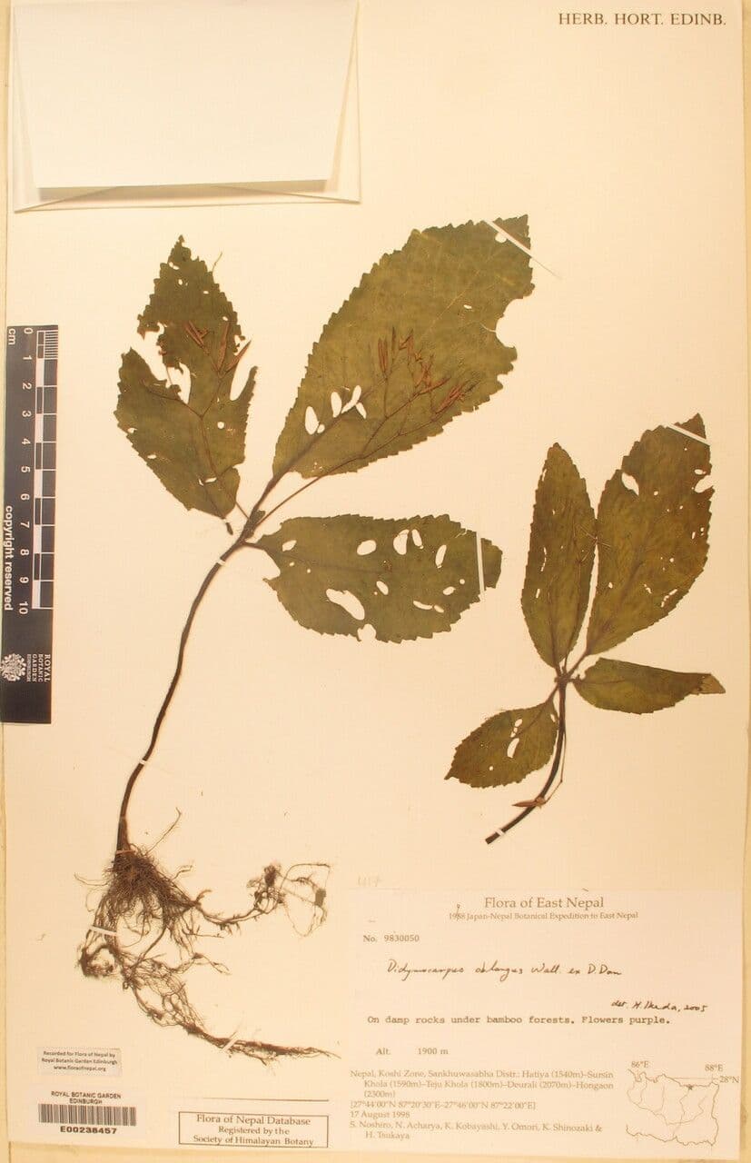 Didymocarpus oblungo 11