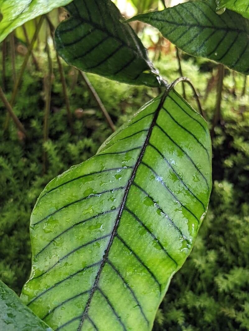 Pyrrosia
