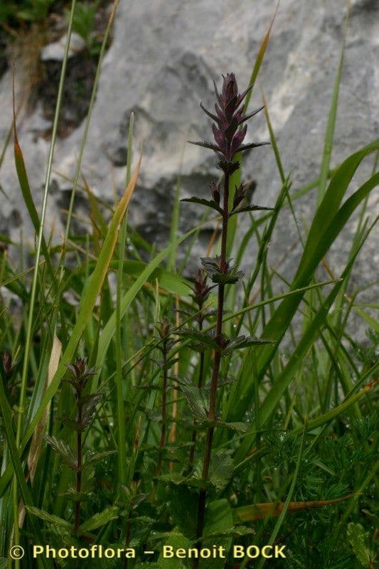 Nothobartsia 8